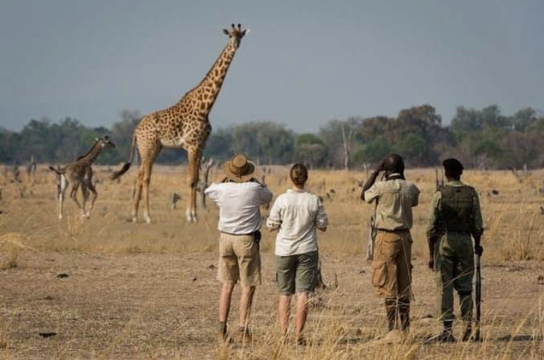 A small group on a walking safari watching a giraffe