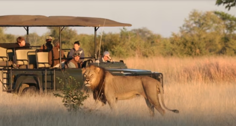 A lion walking past a safari vehicle in golden grass